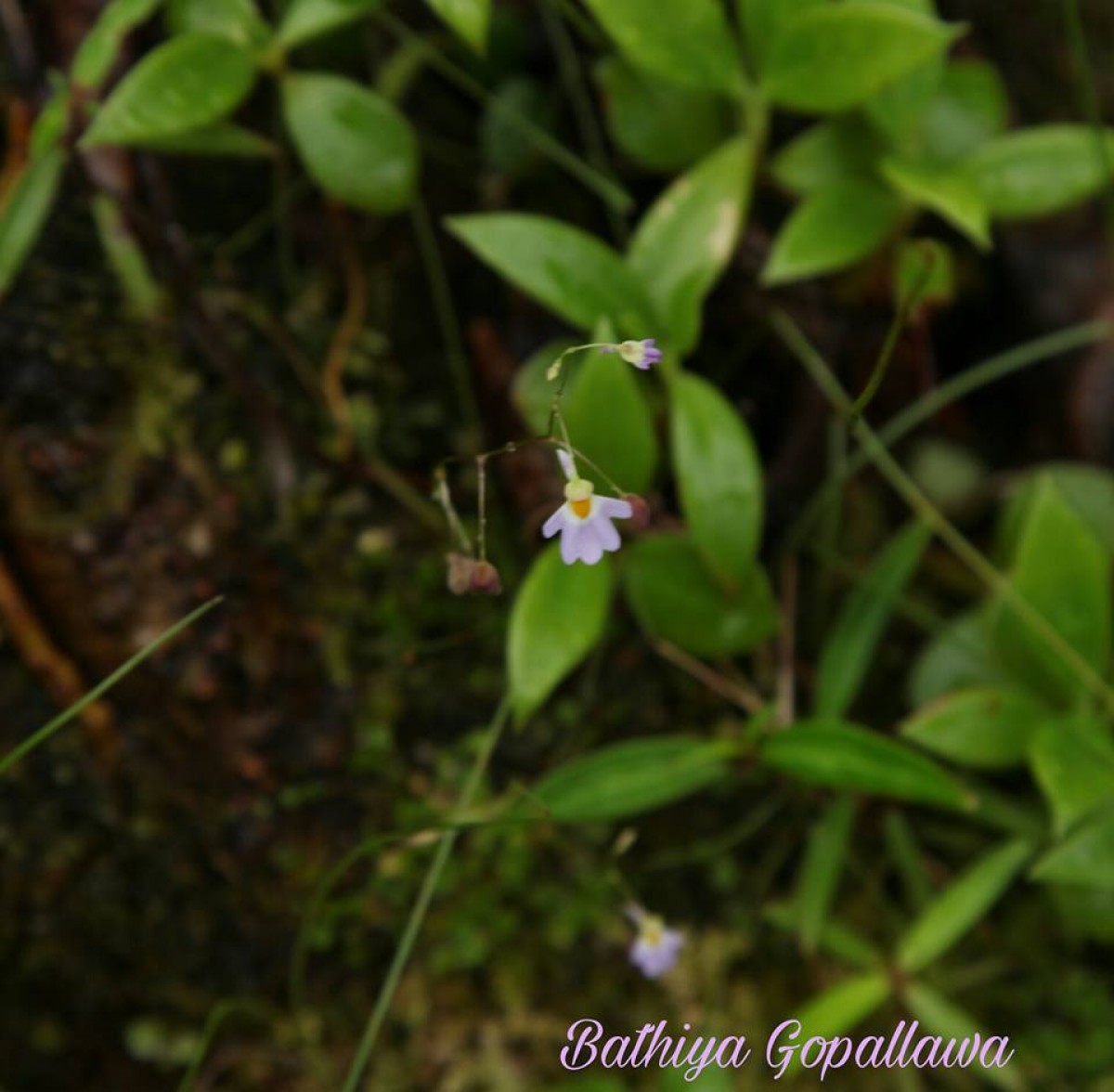 Utricularia striatula Sm.